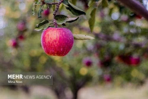 سیب درختی سبب دفع سرب از بدن می شود