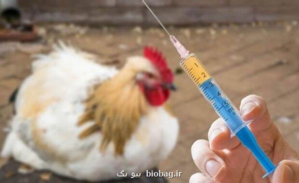 شیوع آنفلوانزای پرندگان در آمریکا