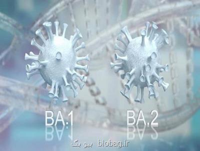 سویه های فرعی اومیکرون از ایمنی واکسن کرونا فرار می کنند