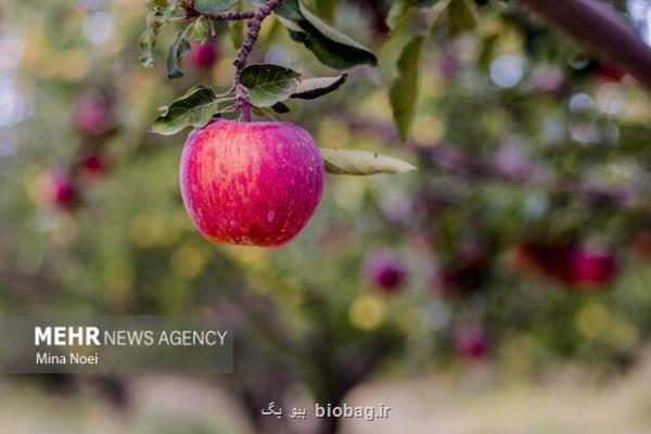 سیب درختی سبب دفع سرب از بدن می شود