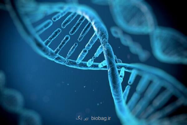 برخی ژن های نادر احتمال چاقی را ۶ برابر می افزایند