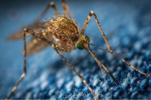 آرژانتین شاهد بیشتر از نیم میلیون مورد تب دنگی است