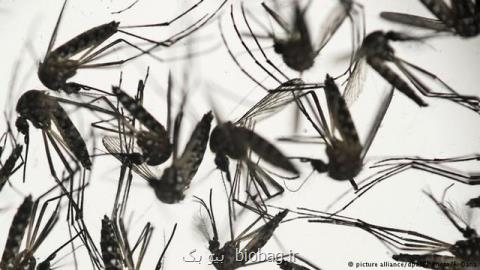 خطر بیماری های منتقله از حشرات اروپا را تهدید می كند